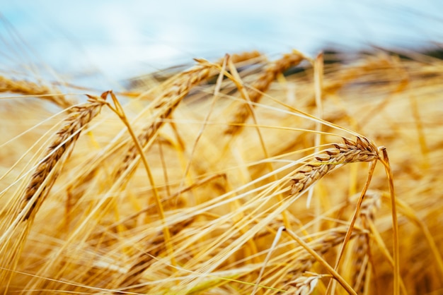 Espigas maduras de cevada no campo agrícola, o conceito de uma rica colheita