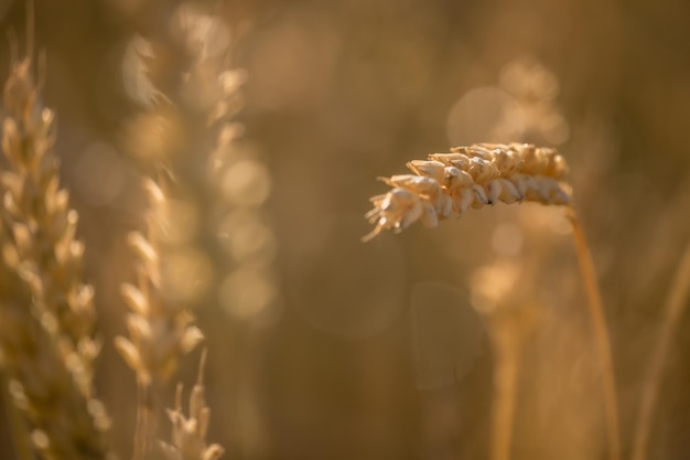 Espigas maduras de trigo em um dia ensolarado grande colheita Orelhas de trigo dourado fecham o fundo