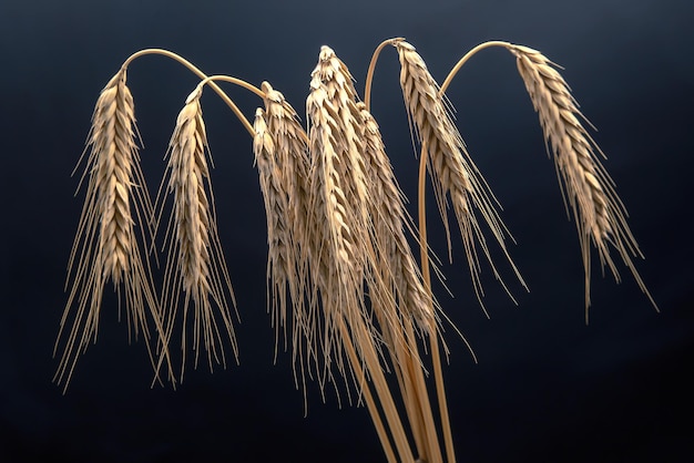 Espigas maduras de trigo fechadas em uma comida vegetariana da indústria de pão de fundo escuro