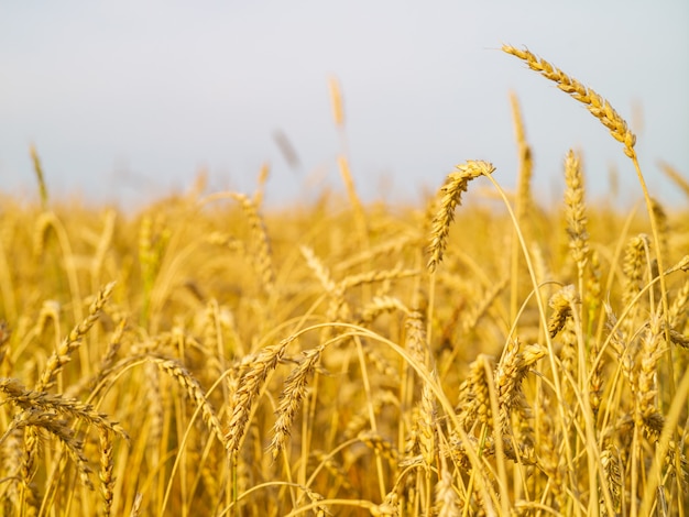 Espigas maduras de nueva cosecha en el campo en un día soleado