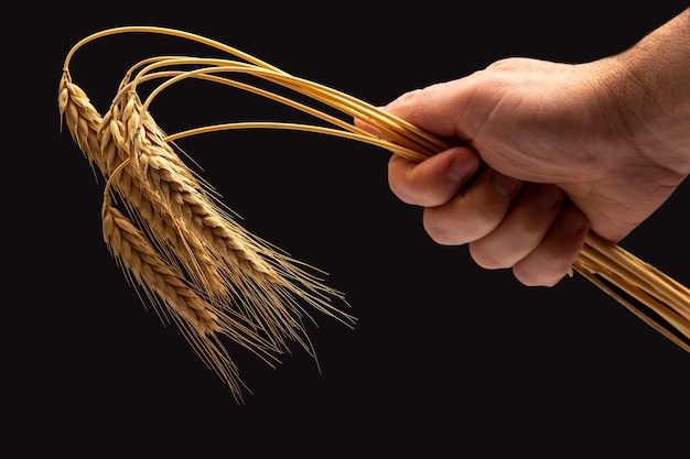 espigas maduras de primer plano de trigo en una mano humana sobre un fondo oscuro. industria del pan comida vegetariana