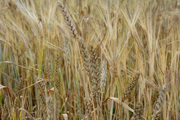 espigas maduras de trigo en el campo aislado, primer plano