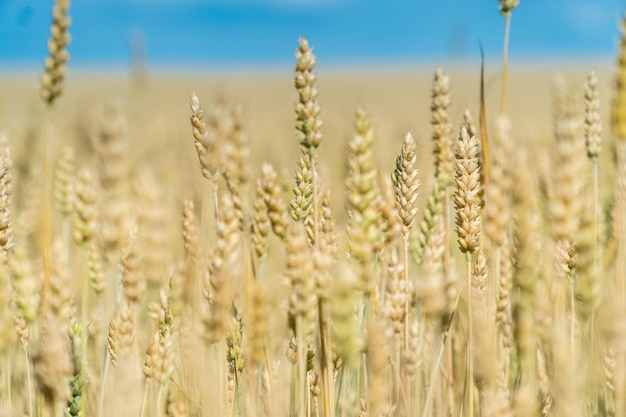 Espigas maduras de trigo en un campo soleado de verano