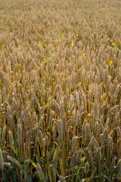 Foto espigas maduras de trigo en el campo vista de arriba de cerca