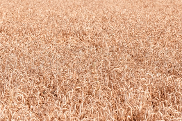 Espigas maduras de trigo en el campo.