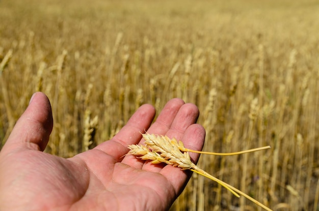 Espigas maduras de trigo en la mano de un granjero