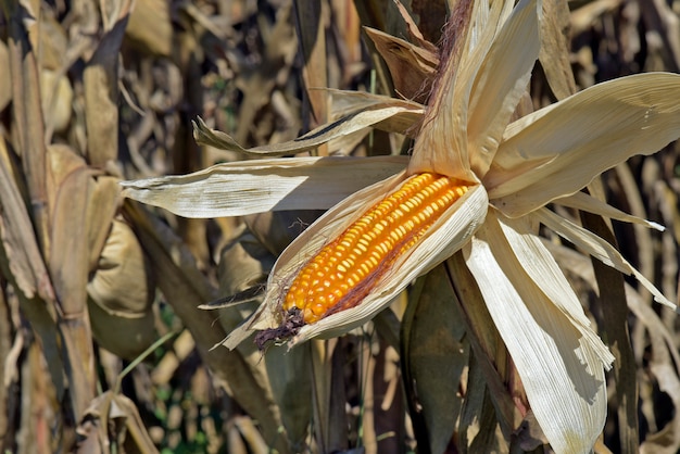 Espigas de maíz maduras en el campo