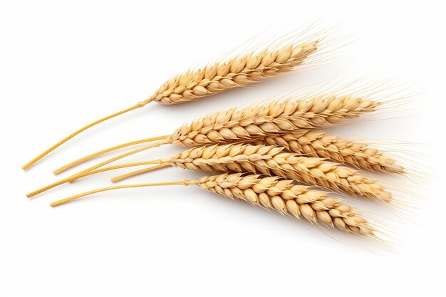 Espigas de trigo aisladas Un estudio de simplicidad