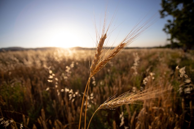 Espigas de trigo al atardecer en otoño