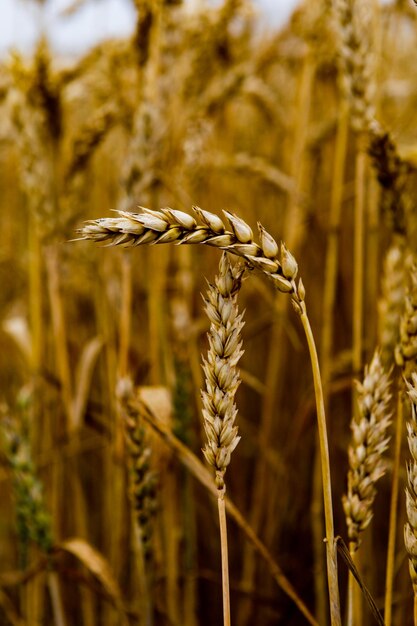 espigas de trigo en un campo de cereales de cerca