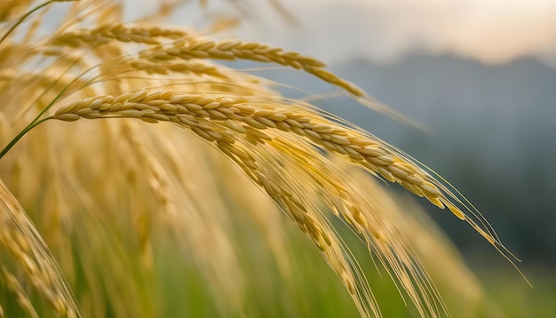Foto espigas de trigo en un campo con montañas en el fondo