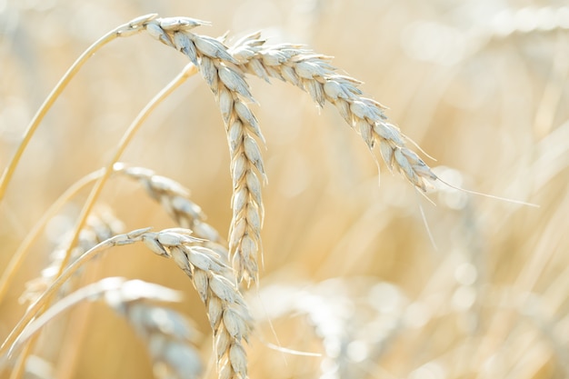 Espigas de trigo en el campo