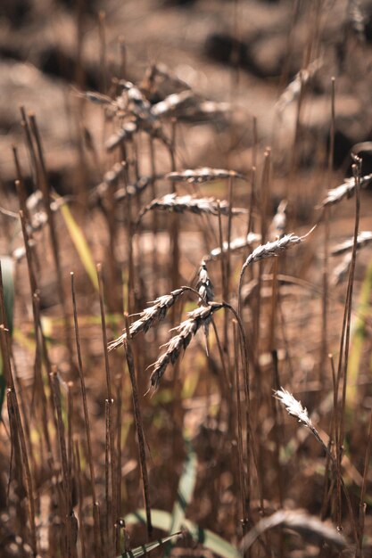 Espigas de trigo en el campo