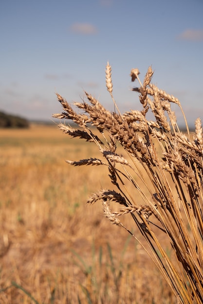 Espigas de trigo en el campo