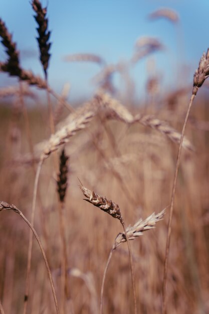 Espigas de trigo en el campo