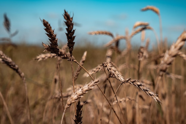 Espigas de trigo en el campo