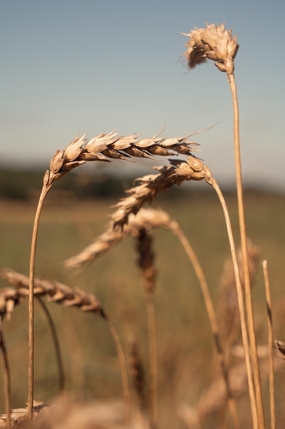 Espigas de trigo en el campo