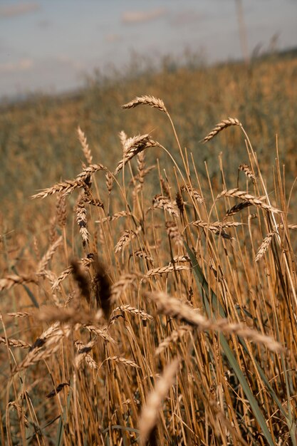 Espigas de trigo en el campo