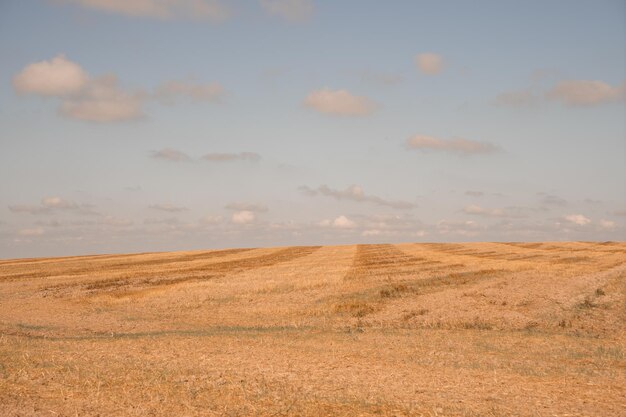 Espigas de trigo en el campo