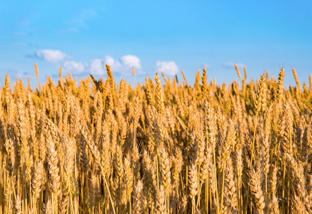Espigas de trigo contra el cielo azul Como la bandera ucraniana Granos maduros