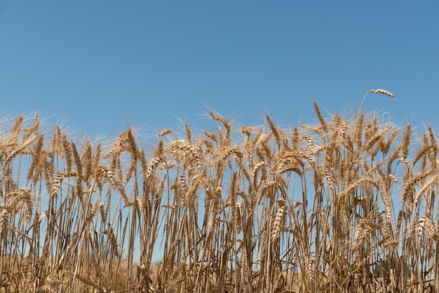 Espigas de trigo contra un cielo azul de verano