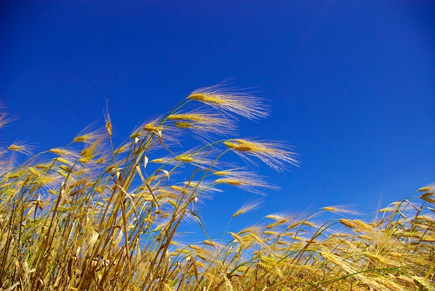 Espigas de trigo contra el cielo azul