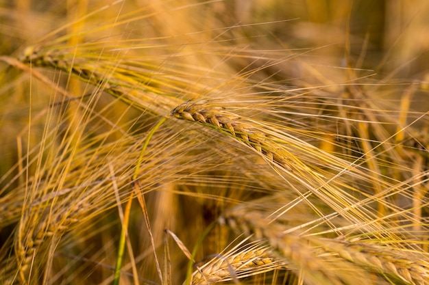 Espigas de trigo doradas en el campo