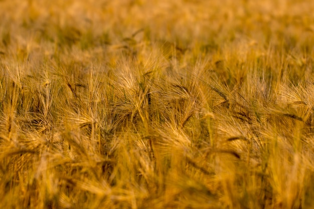 Espigas de trigo doradas en el campo