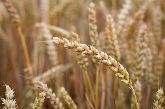 Espigas de trigo doradas en el campo