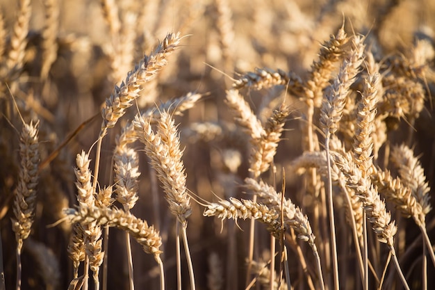 Espigas de trigo doradas en el campo