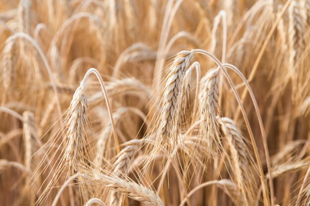 Espigas de trigo doradas en el campo