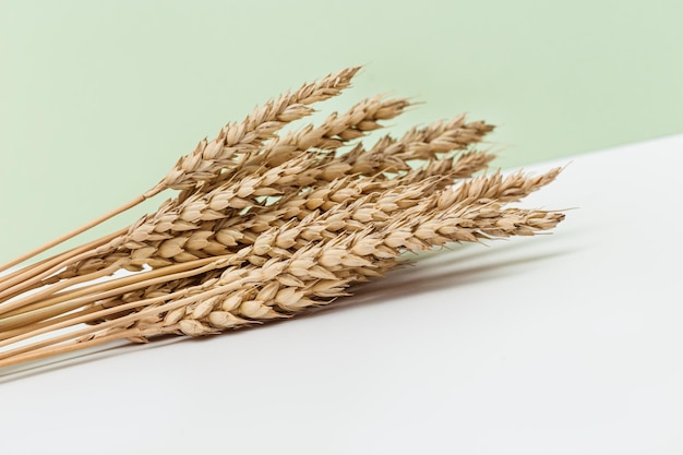 Espigas de trigo doradas maduras de cerca Planta de cereal de orejas de fondo pastel Concepto de tiempo de cosecha otoñal