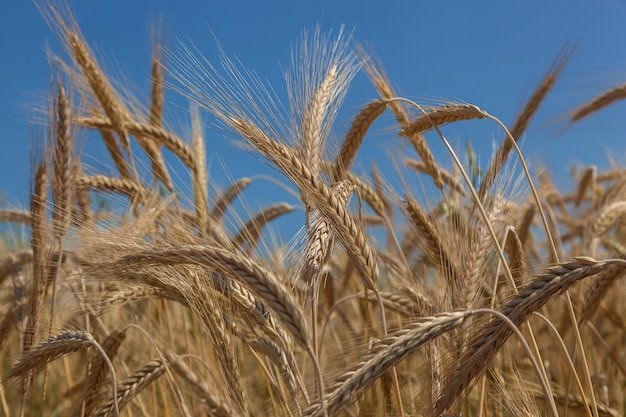 Espigas de trigo dorado contra el cielo azul