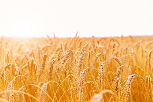 Espigas de trigo dorado o primer plano de centeno. Una cosecha fresca de centeno. Campo de trigo bajo la brillante luz del sol. Tallo con semilla para pan de cereales. Crecimiento de la cosecha agrícola.