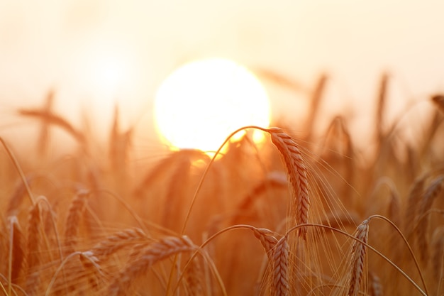 Espigas de trigo dorado o primer plano de centeno. Una cosecha fresca de centeno. Campo de trigo bajo la brillante luz del sol. Tallo con semilla para pan de cereales. Crecimiento de la cosecha agrícola.