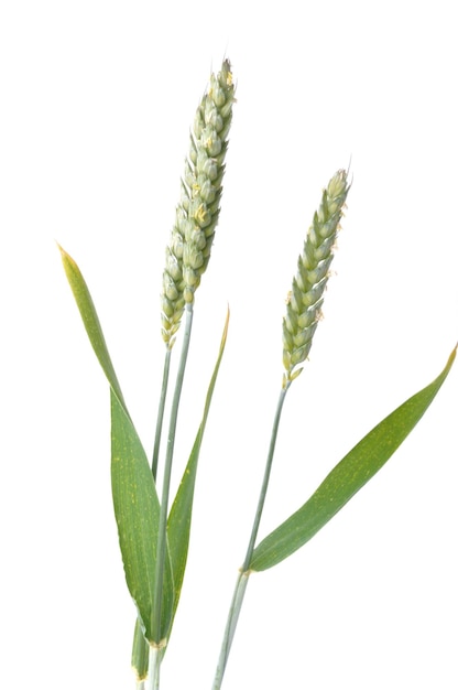 Espigas de trigo en flor sobre un fondo blanco.