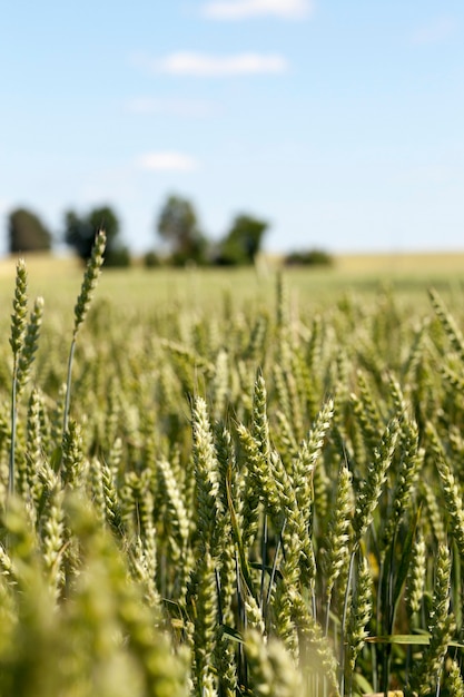 Espigas de trigo inmaduras fotografiado cerca de espigas verdes inmaduras de trigo agricultura campo profundidad de campo