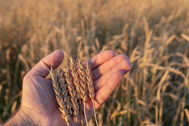 Espigas de trigo maduras en la mano de los granjeros en un campo de trigo