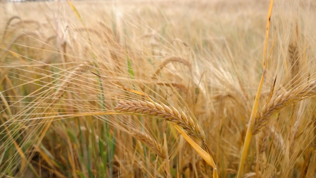 Espigas de trigo maduro en el campo en un día de verano