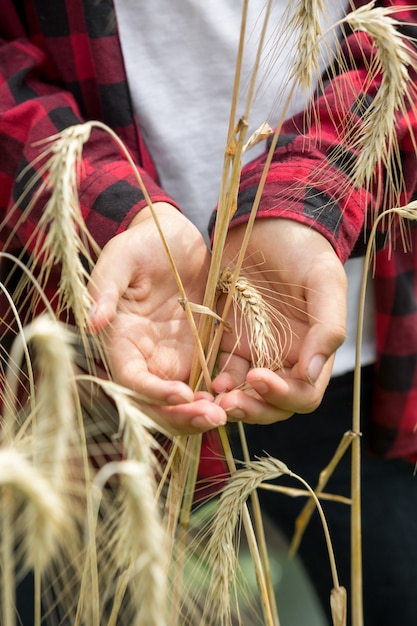 Espigas de trigo maduro dorado en manos de jóvenes agricultores