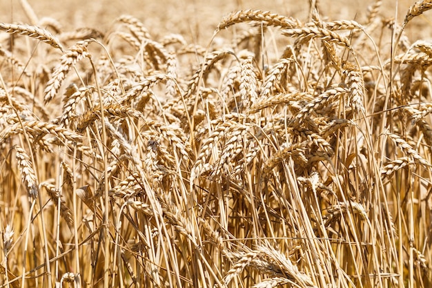 Espigas de trigo maduro en la plantación