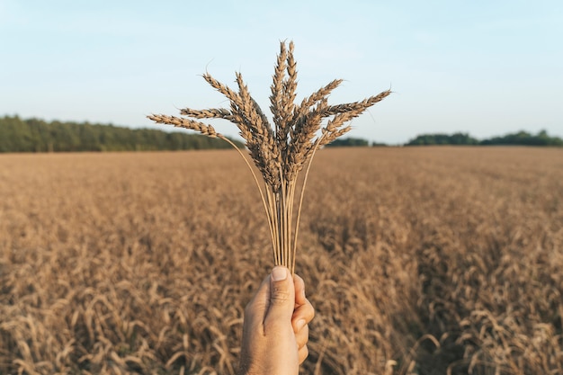 Espigas de trigo en la mano contra el fondo de un campo de trigo de verano al atardecer agricultura agricultura y ...
