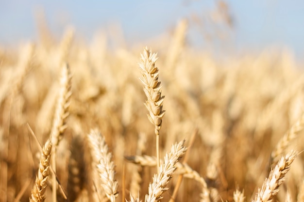 Espigas de trigo o cebada en el campo. Buen concepto de cosecha, cereales, producto natural. Enfoque estrecho