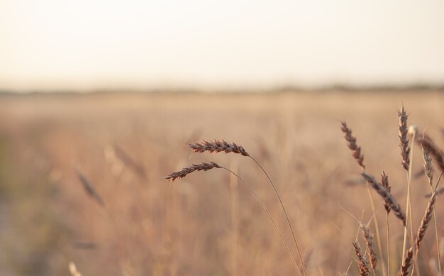 Espigas de trigo o centeno que crecen en el campo al atardecer. campo de centeno durante el período de cosecha en un campo agrícola. Fondo de maduración de espigas de campo de trigo. Concepto de cosecha rica. Diseño de etiquetas artísticas