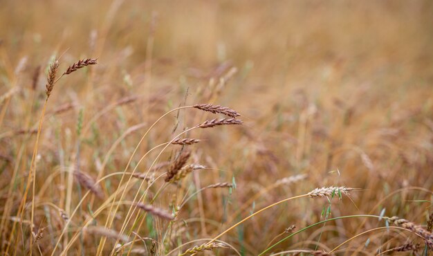 Espigas de trigo o centeno que crecen en el campo al atardecer. Un campo de centeno durante el período de cosecha en un campo agrícola.