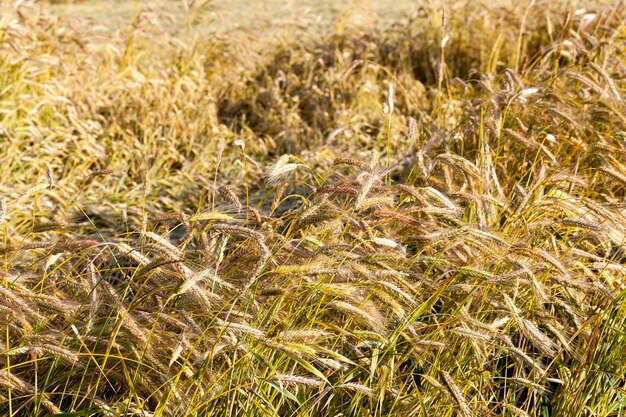 Espigas de trigo rotas y enteras multicolores en el territorio de la granja