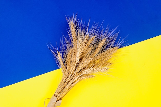 Espigas de trigo sobre un fondo amarillo y azul Colores y símbolos de Ucrania