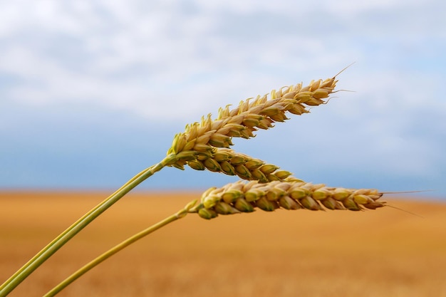 Foto espigas de trigo sobre un fondo de campo de trigo y cielo