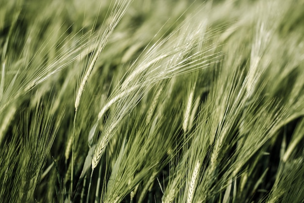 Espigas de trigo verde en el campo de trigo de verano, fondo agrícola de verano