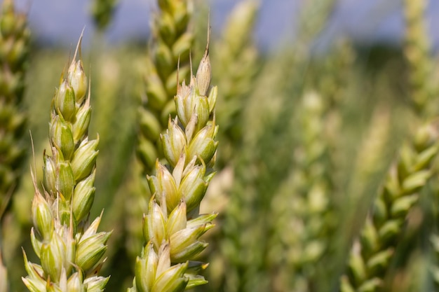 Espigas de trigo verde joven Sorprendentemente hermosos campos interminables de trigo verde